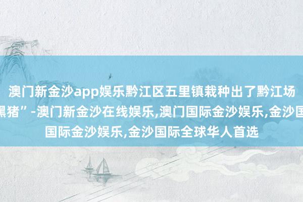 澳门新金沙app娱乐黔江区五里镇栽种出了黔江场地猪品牌“武陵黑猪”-澳门新金沙在线娱乐,澳门国际金沙娱乐,金沙国际全球华人首选