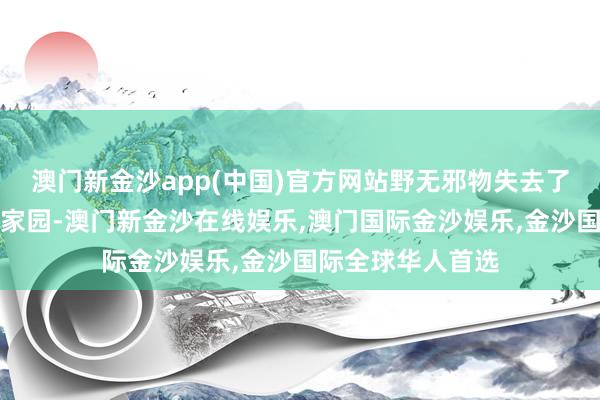 澳门新金沙app(中国)官方网站野无邪物失去了它们赖以生涯的家园-澳门新金沙在线娱乐,澳门国际金沙娱乐,金沙国际全球华人首选